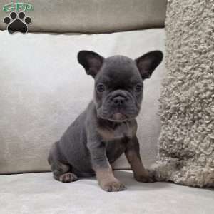 Finley, French Bulldog Puppy